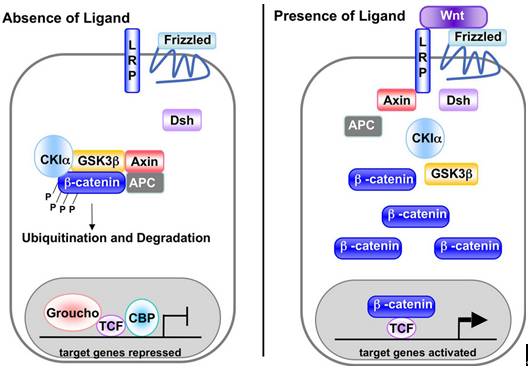 肿瘤研究八大明星通路之wnt信号通路的解说
