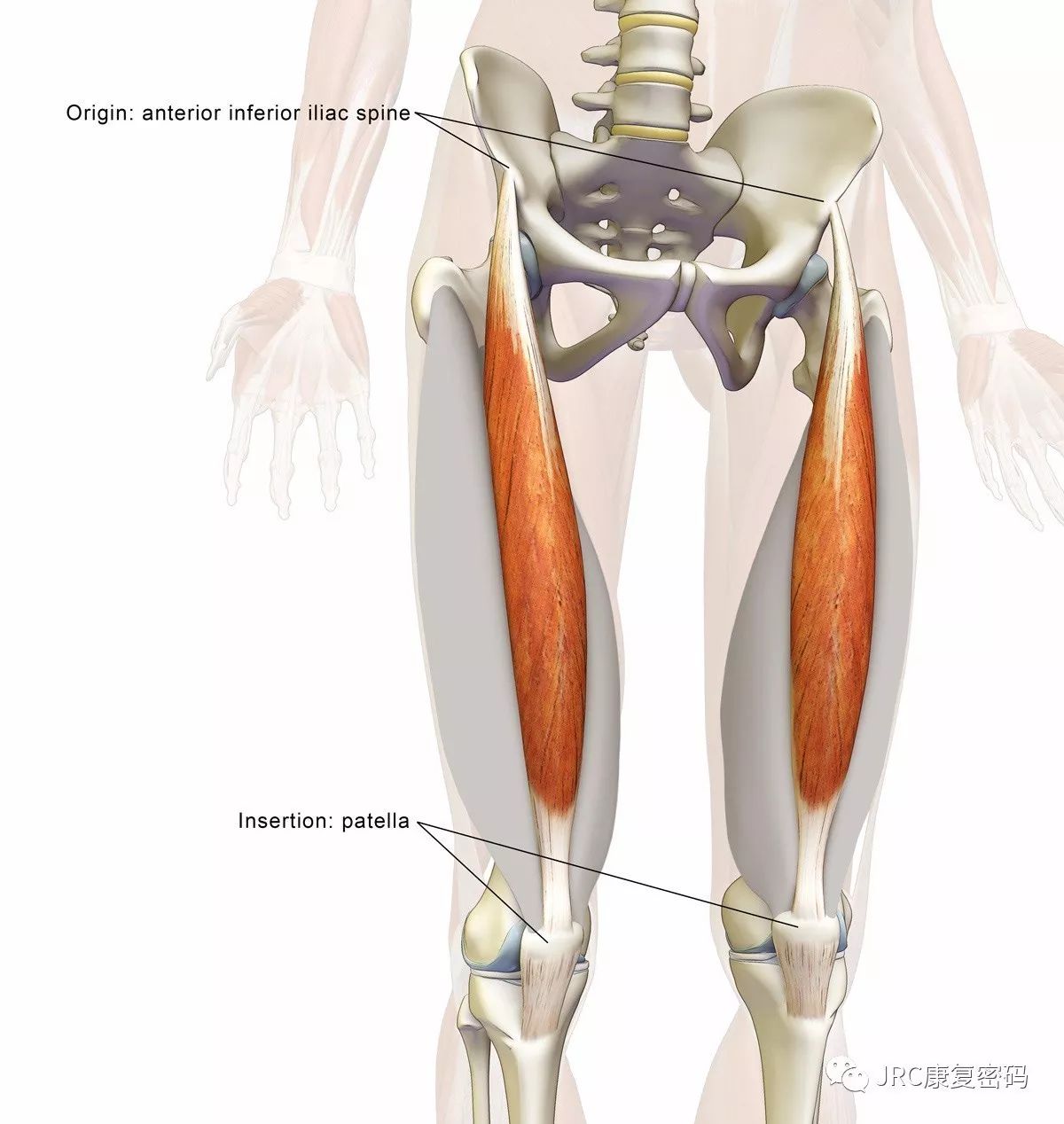 髋关节跨双关节肌肉的治疗性牵拉运动