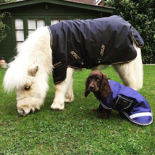 尤其是大型犬大丹狗,跟teddy是完全一样高大.吓死人