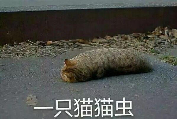 日常吸猫系列表情包废猫扶不上墙