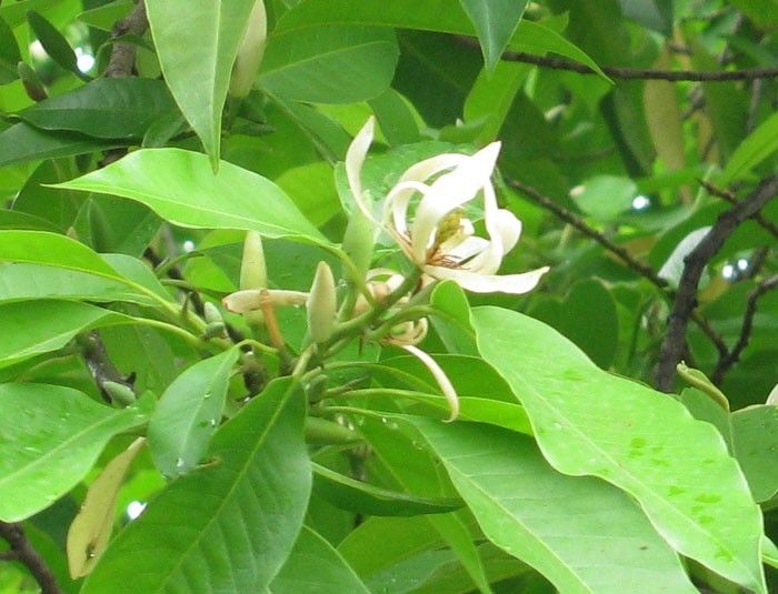 市花名不副实,佛山市花白兰销声匿迹