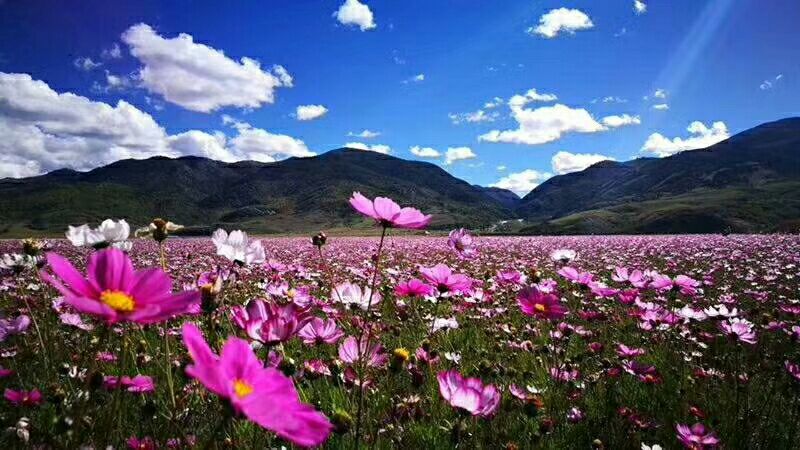 格桑花,红草地,在稻城一路遇美景