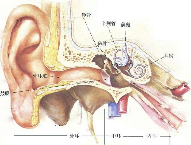 引起耳石症的原因