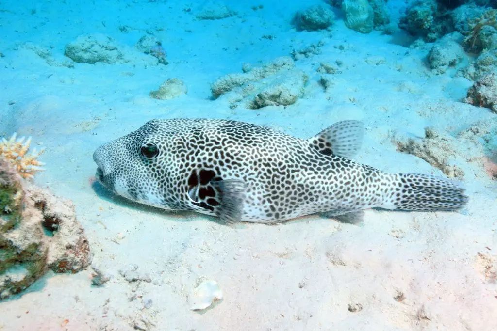 七号宝贝:鲀鱼 pufferfish