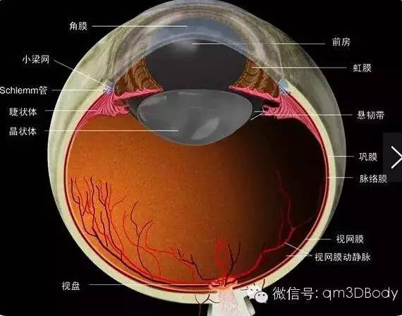 视路的组成结构图视神经的血液供应(纵向截面图)视网膜与视神经的血液