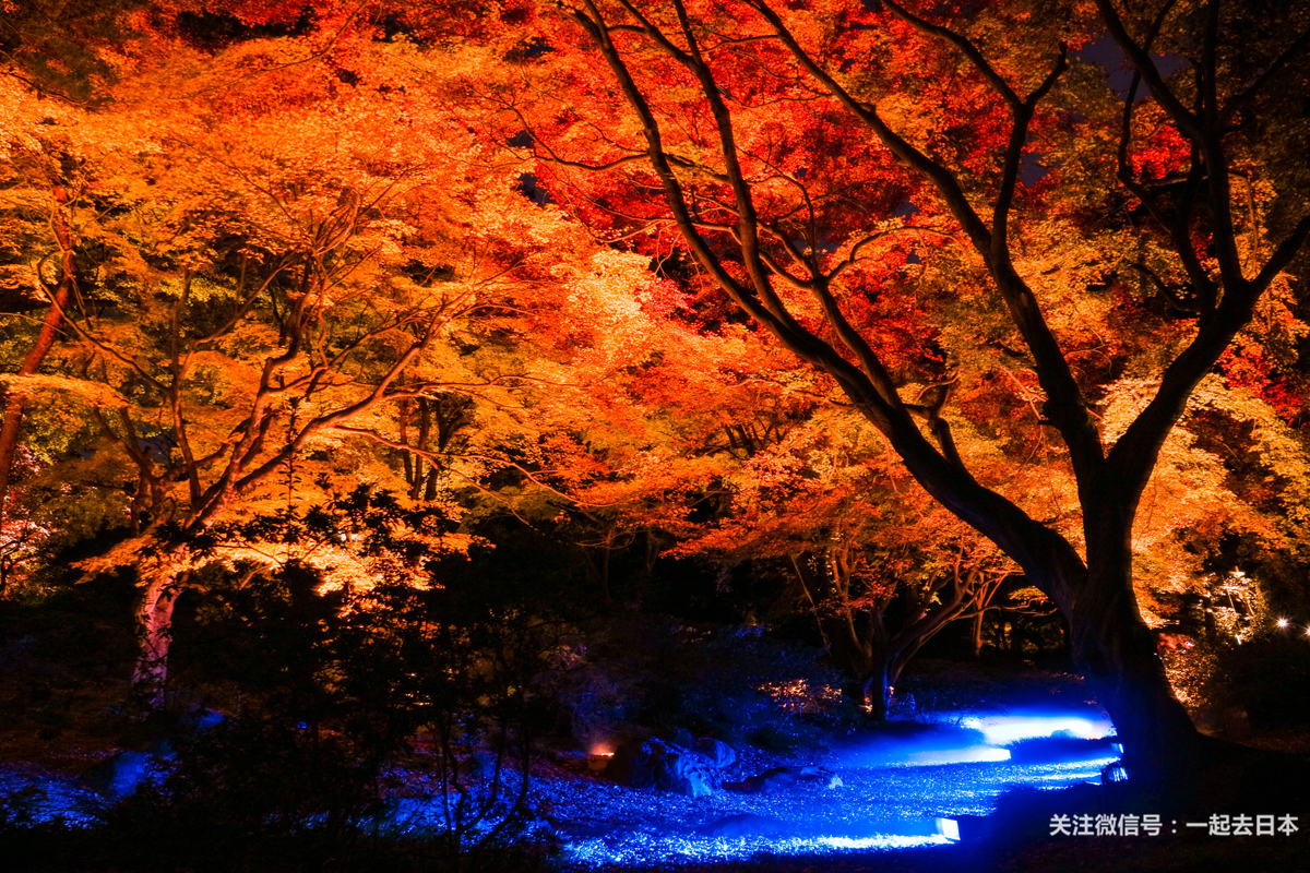 金秋之夜同样精彩!夜枫亮灯景点25选!