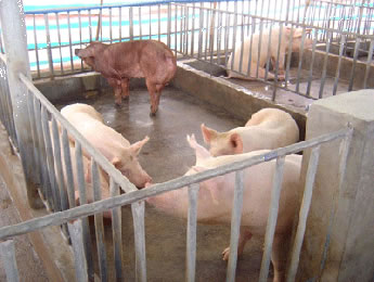 1,公猪栏,空怀母猪栏,配种栏 这几种猪场设备猪栏一般都位于同一栋舍