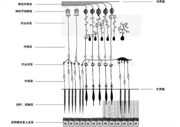 视网膜神经纤维分布图