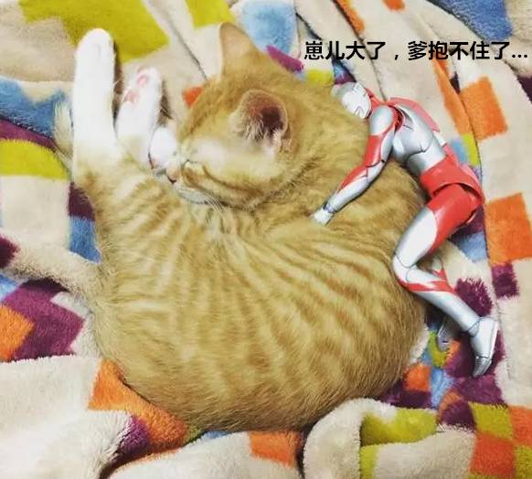 要问橘猫有多胖背上奥特曼都能放