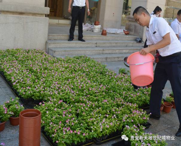 每逢五一,,各地在广场,公园,景点等都会布置花卉造型,重要