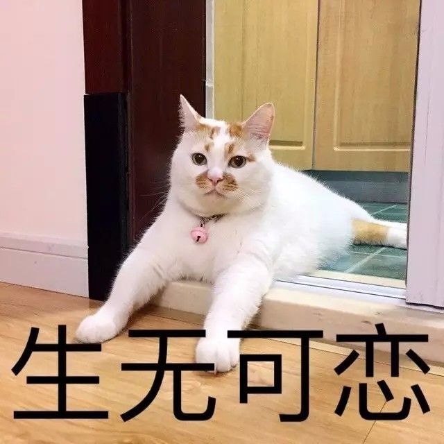 日常吸猫系列表情包废猫扶不上墙