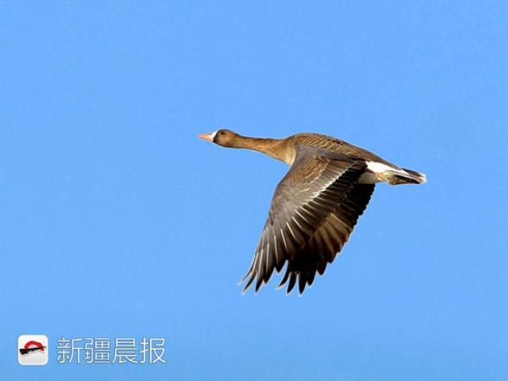 迁徙季,近300种候鸟将路过新疆,盘点新疆最佳候鸟观赏地