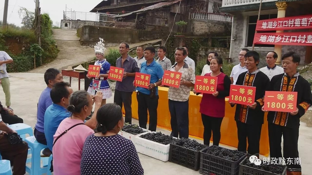 天柱地湖乡:5万元重奖葡萄种植户