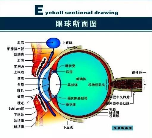 请您欣赏人体眼睛解剖精彩图集