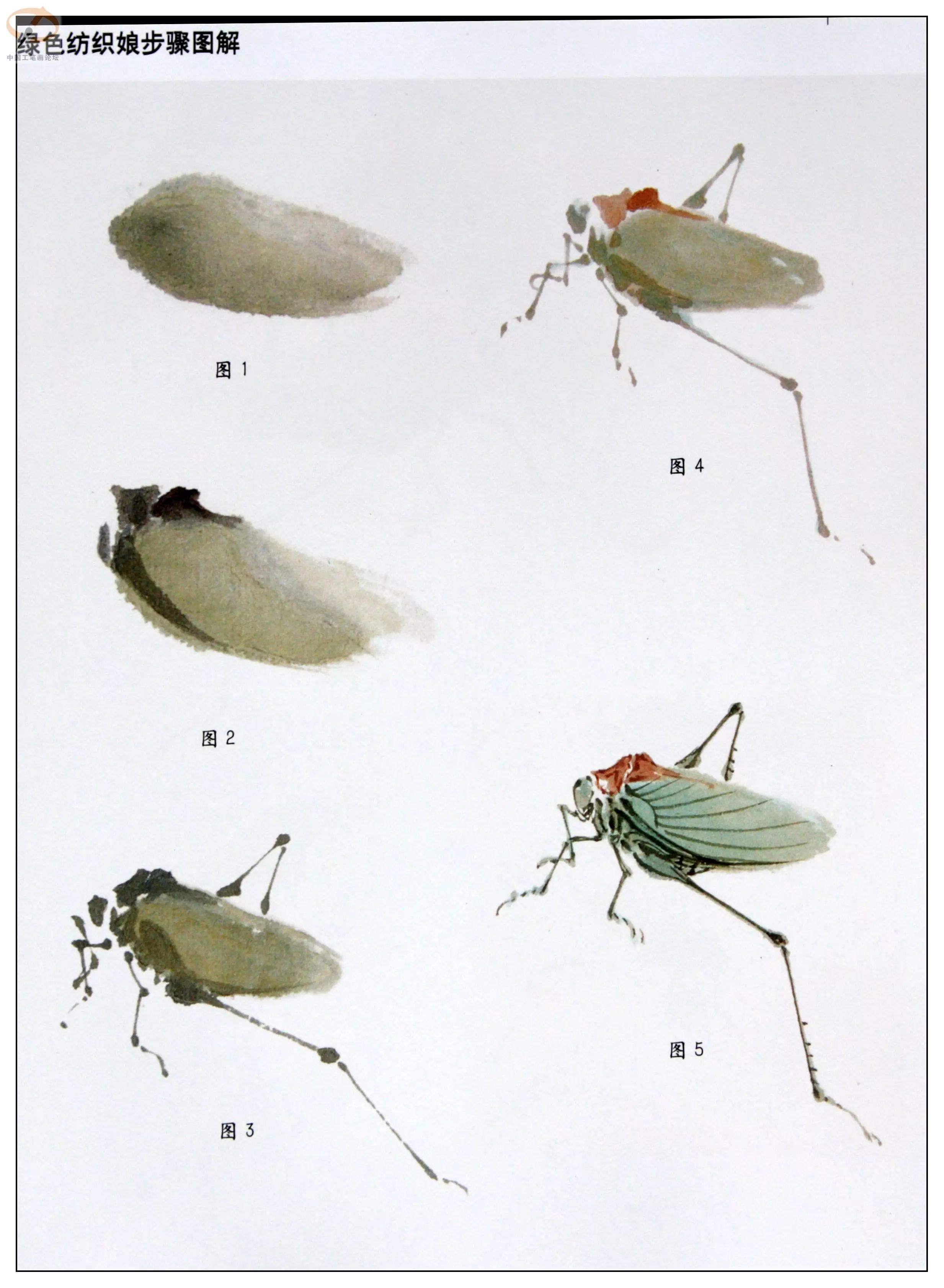 蜻蜓画法本素材摘录自《萧朗画草虫技法,天津人民美术出版社出版