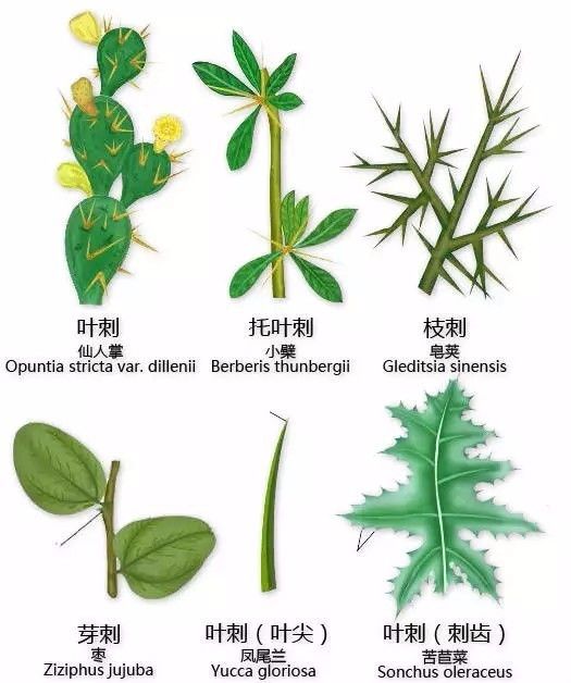 史上最全的植物形态图解