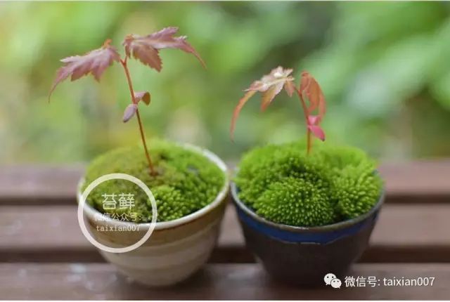 苔藓盆栽怎么种