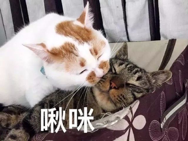 日常吸猫系列表情包废猫扶不上墙