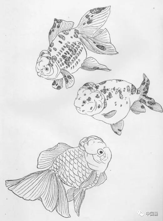 国画金鱼的基本画法及其珍贵手稿