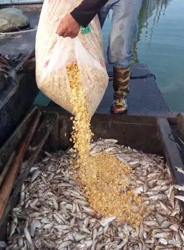 喂养的虽然螃蟹个头大膏黄的比例极高满膏满黄所以螃蟹肉质紧实鲜美都