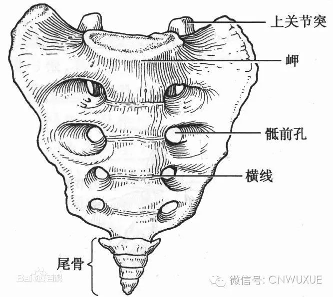 尾闾中正神贯顶