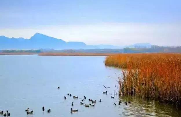 野鸭湖旅游度假区