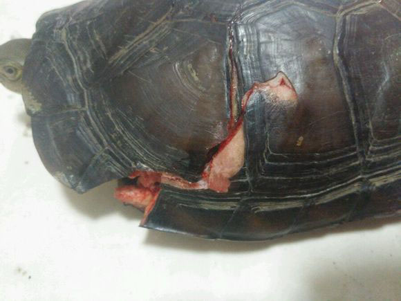 路遇被车压碎壳的乌龟,捡回去都要炖,精养一个月,成功救活
