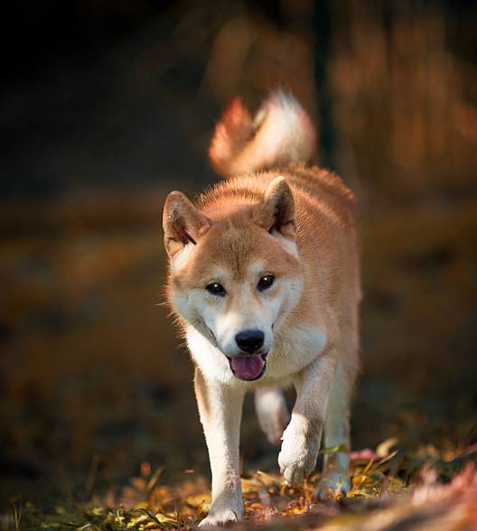 压制猛兽当大哥?这只柴犬真给狗界长脸了!