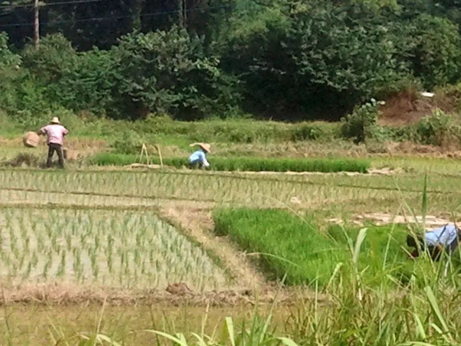 我本来可以做个农民春种夏忙秋收冬闲