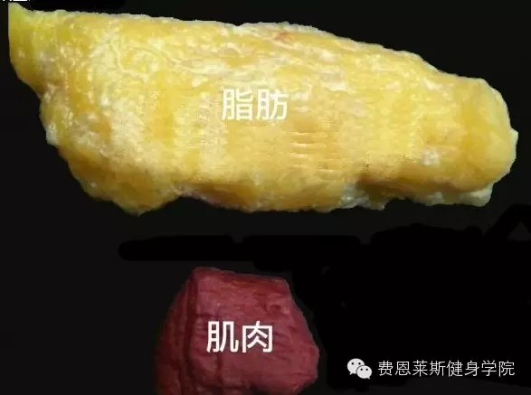 (图为:同等重量的肌肉和脂肪)