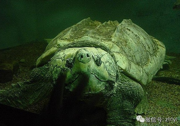 成年大鳄龟(alligator snapping turtle)寿命可达150