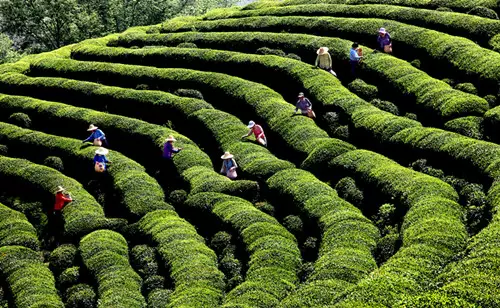 如何鉴别高山茶与平地茶