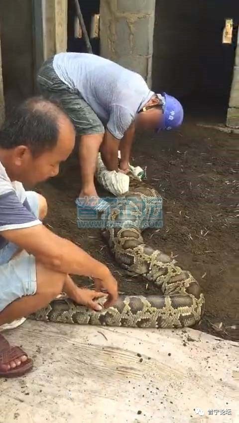 震惊!实拍普宁一村道上惊现毒蛇打架,结局你肯