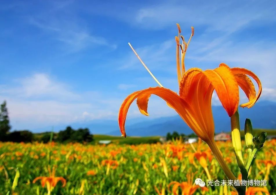 《游子诗》里写的:"萱草生堂阶,游子行天涯;慈母倚堂门,不见萱草花