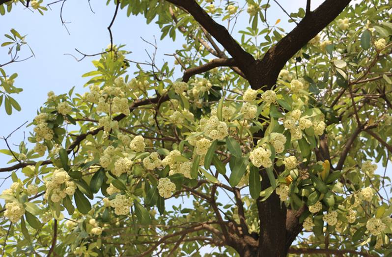 现在正值盆架子树开花季,虽然花味无毒