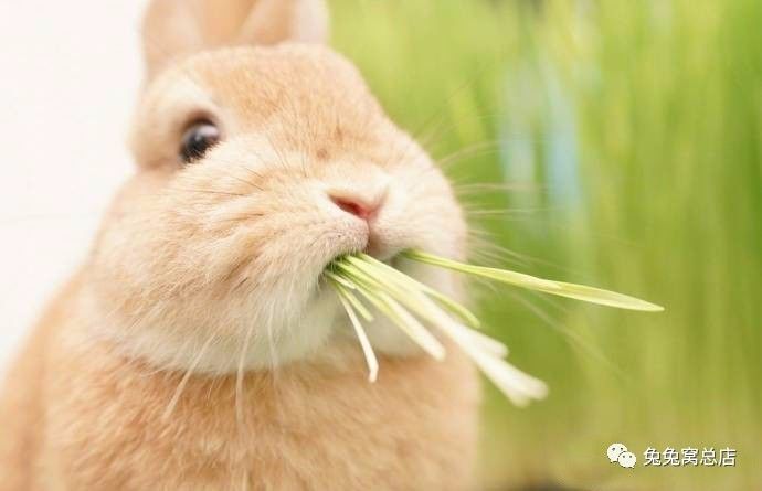 兔子吃草天呐太可爱了