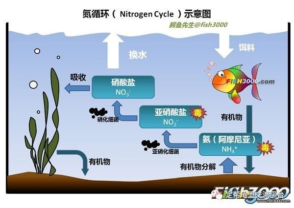 硝化细菌那些事儿之一深入了解硝化细菌