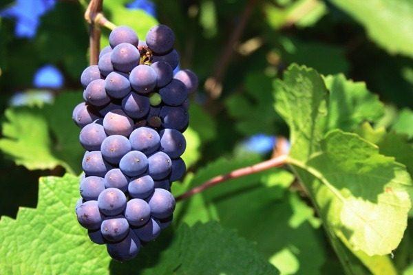 黑皮诺--世界酒王罗曼尼康帝的唯一酿酒葡萄