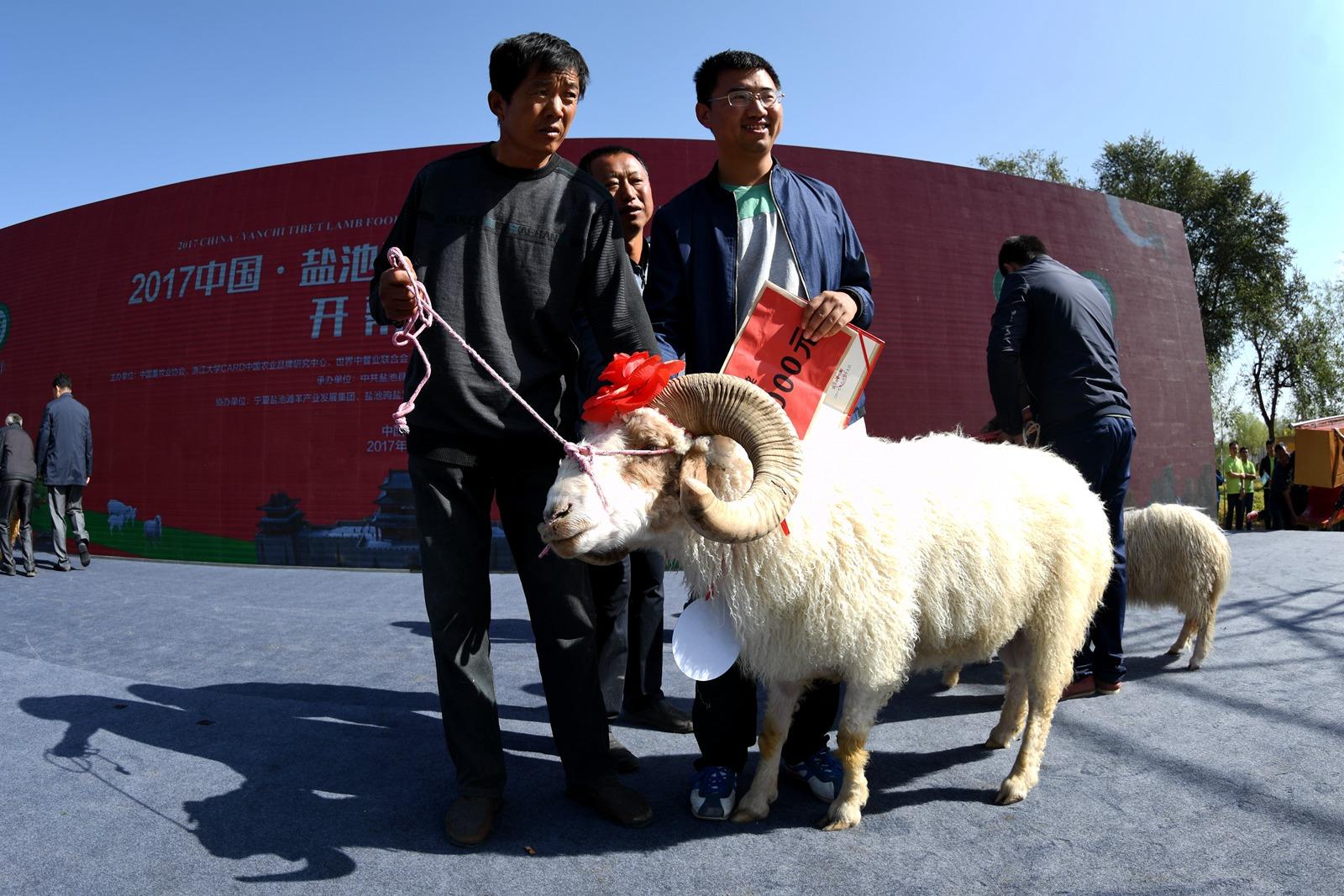 滩羊选美,一米五铁锅炖羊肉,盐池滩羊美食文化旅游节就是这么爽