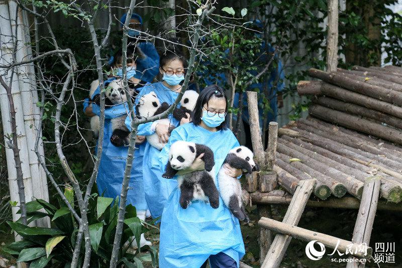 2017新生大熊猫宝宝齐亮相为祖国母亲庆生