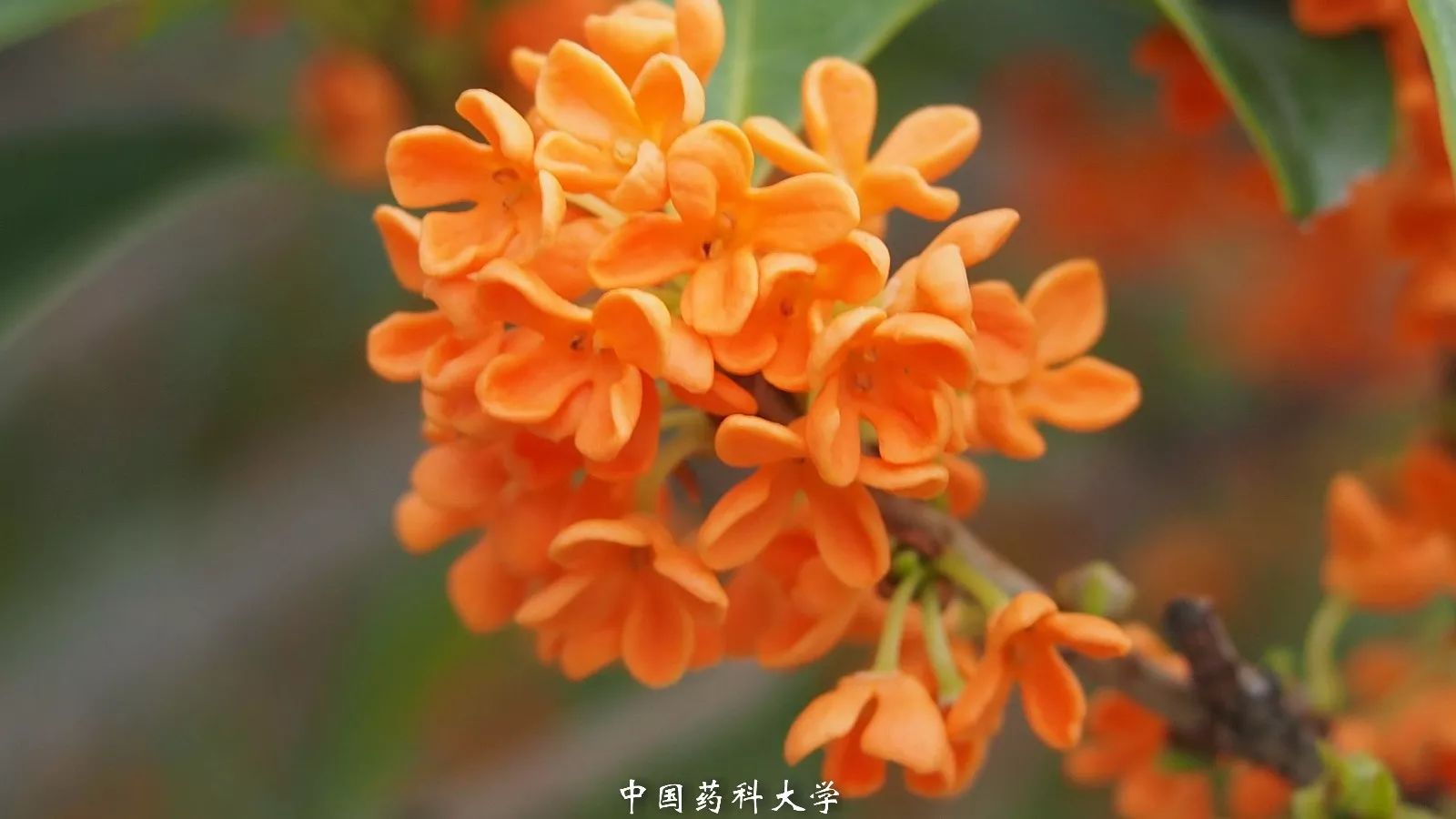 醉美药大 | 药大园中觅芳馥,静听九月桂花开