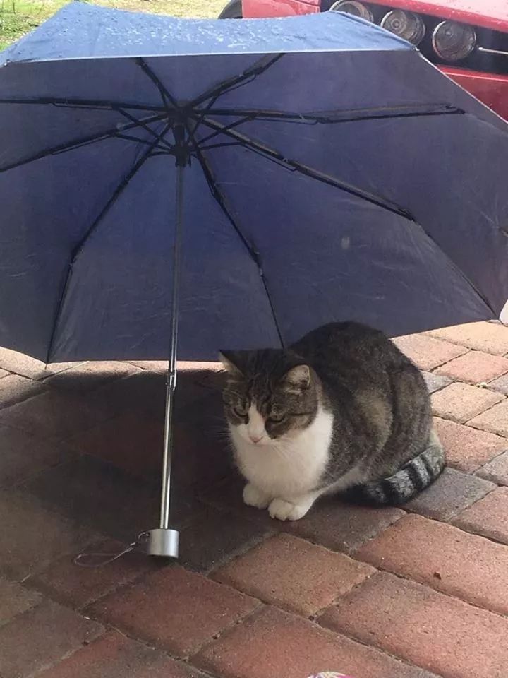 下雨天趁雨停之际,网友把伞放外面晒,过一会儿就看到这一幕.