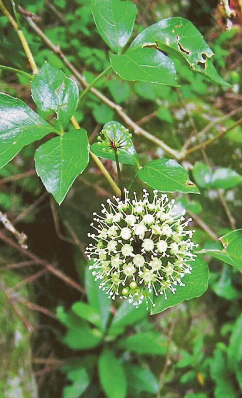 9月28日 白簕 深圳植物日历