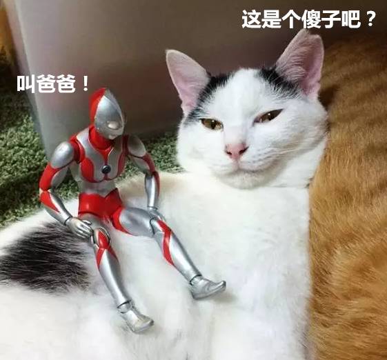 要问橘猫有多胖,背上奥特曼都能放!