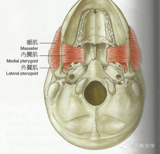 腰椎-膈肌与寰枕部的联系—后上方轨道前纵韧带位于所有椎体和椎间盘