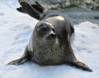 海洋霸主空降济南!门票送!送!送!