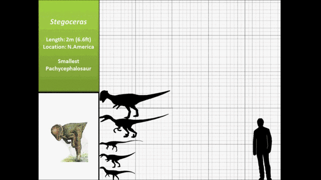3分30秒了解迎面走来的各类恐龙,跟人类比到底有多大?