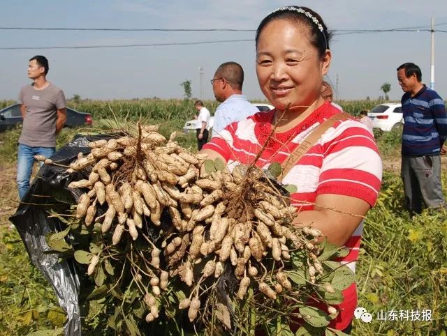 花生麦茬夏直播保护性栽培亩产千斤新技术观摩会来啦!