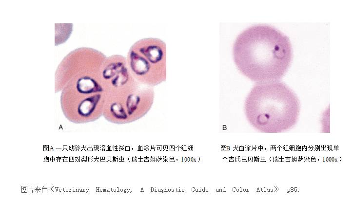 (不要让狗去草丛里滚 别看巴贝斯虫名字里有"虫 但是它属于"原虫"