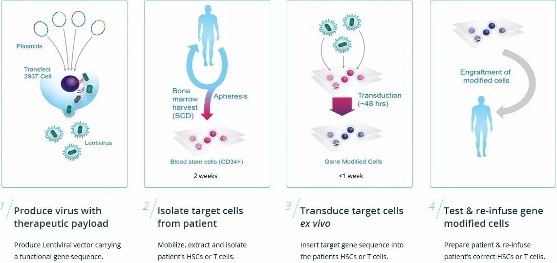 bluebird bio公司基因治疗技术原理(图片来源:bluebird bio官网)